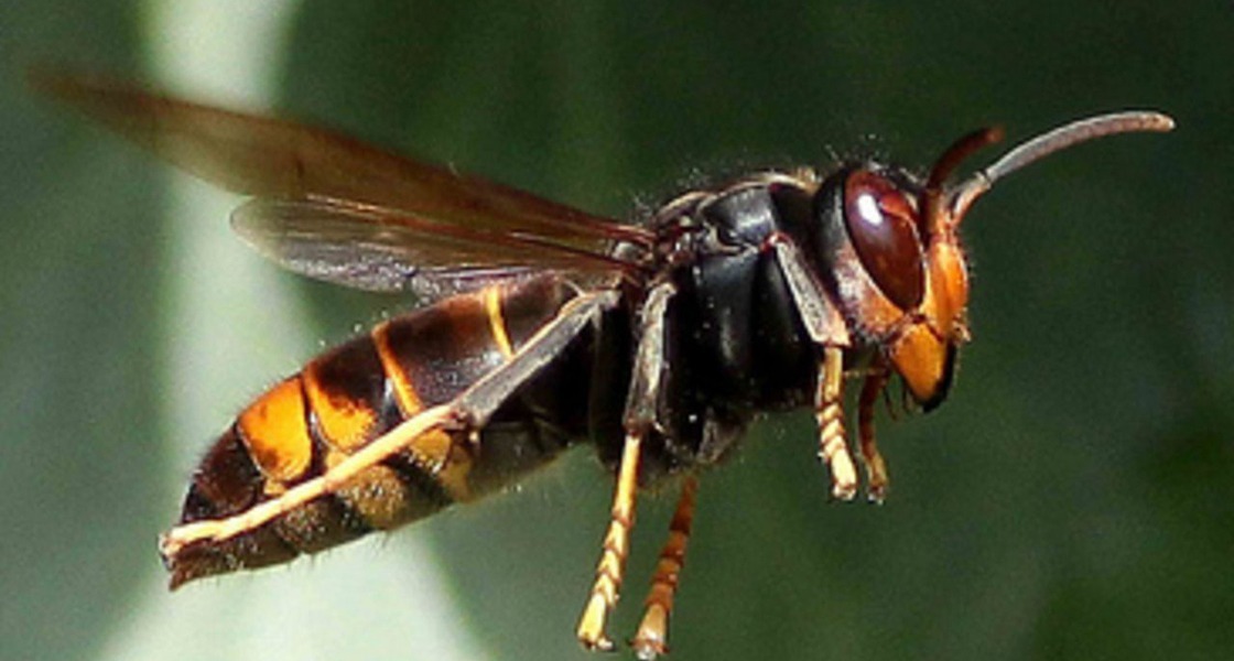 Frelon asiatique